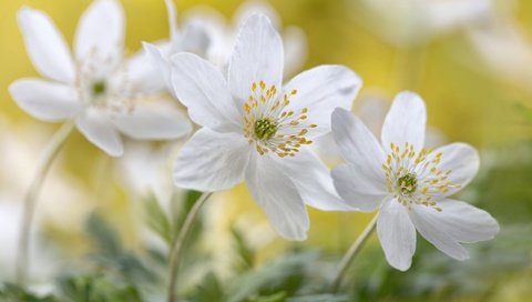 Обои цветы, макро, белые, анемоны, flowers, macro, white, anemones разрешение 2048x1365 Загрузить