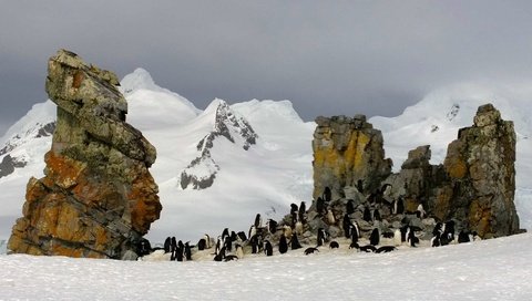 Обои скалы, антарктида, пингвины, rocks, antarctica, penguins разрешение 1920x1080 Загрузить