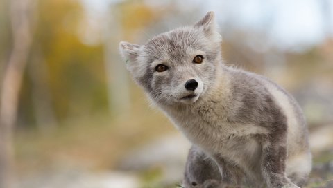 Обои глаза, мордочка, взгляд, лиса, песец, арктическая, eyes, muzzle, look, fox, arctic разрешение 2048x1412 Загрузить