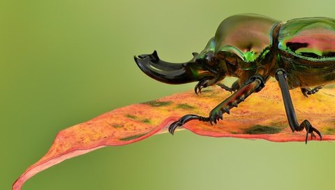 Обои жук, макро, насекомое, фон, лист, радужный, жук-олень, beetle, macro, insect, background, sheet, rainbow, stag beetle разрешение 2048x1367 Загрузить