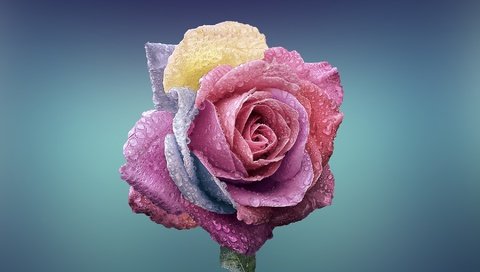 Обои фон, цветок, капли, розы, роза, капельки воды, background, flower, drops, roses, rose, droplets of water разрешение 1980x1316 Загрузить