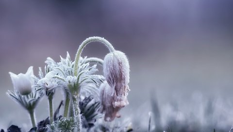 Обои цветы, природа, фон, весна, сон-трава, прострел, flowers, nature, background, spring, sleep-grass, cross разрешение 2048x1243 Загрузить