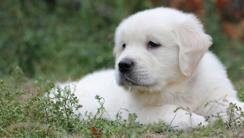 Обои трава, белый, собака, щенок, лабрадор, ретривер, grass, white, dog, puppy, labrador, retriever разрешение 2400x1563 Загрузить