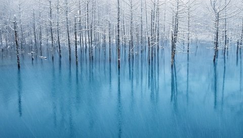 Обои деревья, вода, отражение, пейзаж, иней, наводнение, trees, water, reflection, landscape, frost, flood разрешение 1920x1200 Загрузить