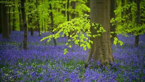 Обои цветы, деревья, лес, весна, колокольчики, бельгия, flowers, trees, forest, spring, bells, belgium разрешение 2048x1212 Загрузить