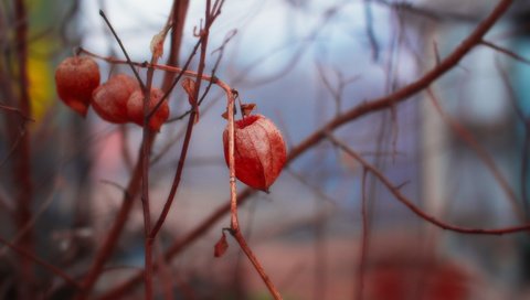 Обои цветы, природа, фон, ветки, весна, физалис, flowers, nature, background, branches, spring, physalis разрешение 5472x3648 Загрузить