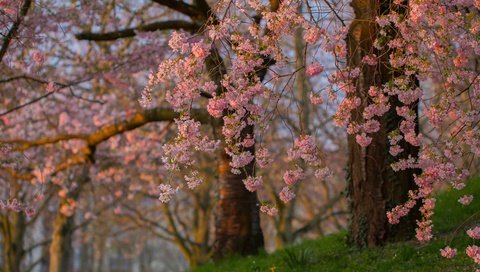 Обои деревья, цветение, ветки, весна, сакура, trees, flowering, branches, spring, sakura разрешение 3600x2473 Загрузить