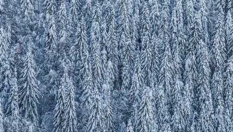Обои деревья, снег, лес, зима, хвойные, trees, snow, forest, winter, coniferous разрешение 4838x3225 Загрузить