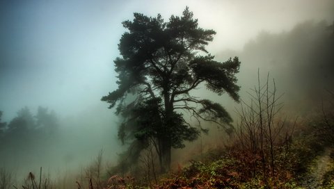 Обои деревья, лес, утро, туман, trees, forest, morning, fog разрешение 5184x3456 Загрузить