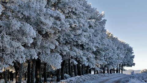 Обои дорога, деревья, лес, зима, иней, road, trees, forest, winter, frost разрешение 2618x1440 Загрузить