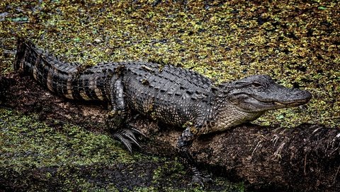 Обои фон, крокодил, аллигатор, background, crocodile, alligator разрешение 2048x1159 Загрузить