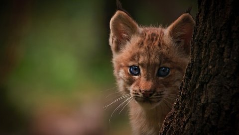 Обои глаза, дерево, фон, рысь, детеныш, eyes, tree, background, lynx, cub разрешение 2048x1552 Загрузить