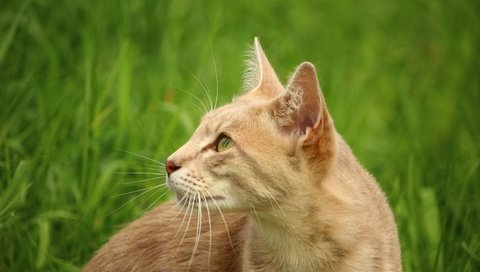 Обои глаза, трава, кот, кошка, животное, eyes, grass, cat, animal разрешение 5184x3456 Загрузить