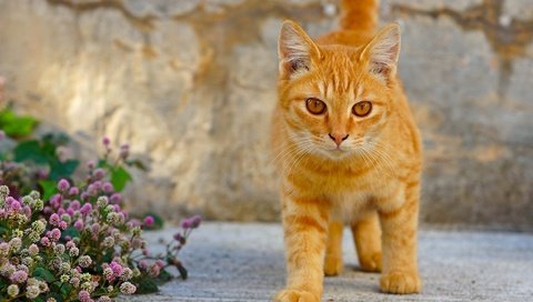 Обои глаза, рыжий кот, цветы, клевер, кот, мордочка, кошка, взгляд, котенок, лапки, legs, eyes, red cat, flowers, clover, cat, muzzle, look, kitty разрешение 1980x1242 Загрузить