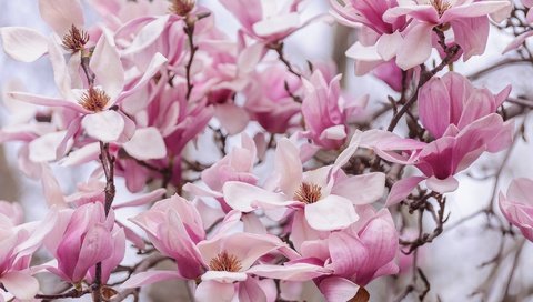 Обои природа, цветение, лепестки, весна, магнолия, nature, flowering, petals, spring, magnolia разрешение 2048x1276 Загрузить