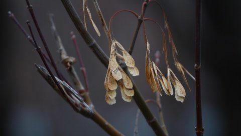 Обои природа, листья, фон, ветки, сухие листья, nature, leaves, background, branches, dry leaves разрешение 1920x1280 Загрузить