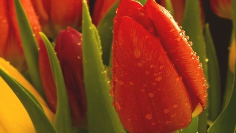 Обои цветы, макро, капли, бутон, тюльпаны, тюльпан, flowers, macro, drops, bud, tulips, tulip разрешение 2048x1365 Загрузить