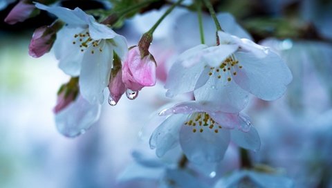 Обои цветение, макро, капли, весна, вишня, flowering, macro, drops, spring, cherry разрешение 2048x1280 Загрузить