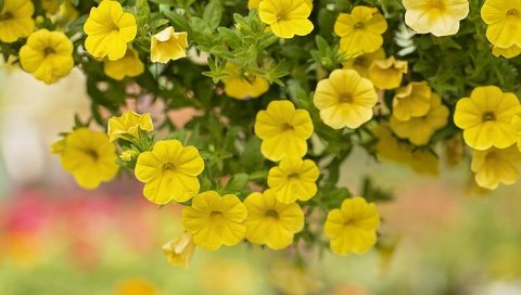 Обои цветы, макро, жёлтая, петуния, flowers, macro, yellow, petunia разрешение 1920x1279 Загрузить