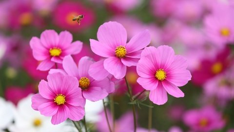 Обои цветы, насекомое, полет, розовый, пчела, космея, flowers, insect, flight, pink, bee, kosmeya разрешение 2048x1365 Загрузить