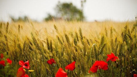 Обои цветы, природа, пейзаж, поле, красные, маки, колосья, пшеница, flowers, nature, landscape, field, red, maki, ears, wheat разрешение 2048x1366 Загрузить