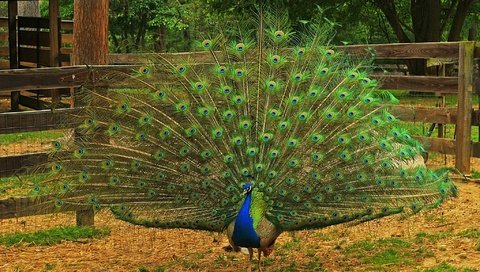 Обои природа, птица, павлин, перья, хвост, оперение, nature, bird, peacock, feathers, tail разрешение 2048x1253 Загрузить