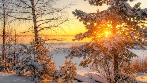 Обои деревья, солнце, снег, зима, пейзаж, мороз, trees, the sun, snow, winter, landscape, frost разрешение 2000x1335 Загрузить