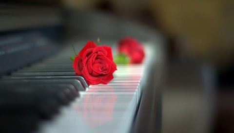 Обои цветы, стиль, роза, пианино, клавиши, красная роза, flowers, style, rose, piano, keys, red rose разрешение 2048x1358 Загрузить