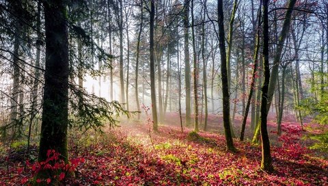 Обои свет, деревья, лес, листья, лучи, осен, light, trees, forest, leaves, rays, autumn разрешение 2048x1363 Загрузить