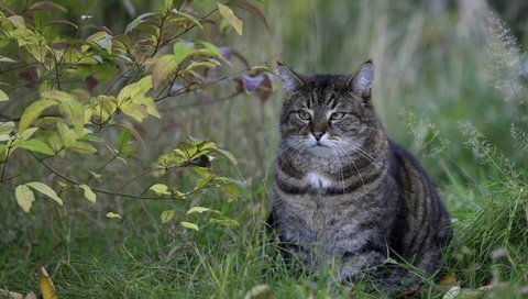 Обои глаза, трава, природа, листья, кот, усы, ветки, кошка, взгляд, look, eyes, grass, nature, leaves, cat, mustache, branches разрешение 2560x1600 Загрузить