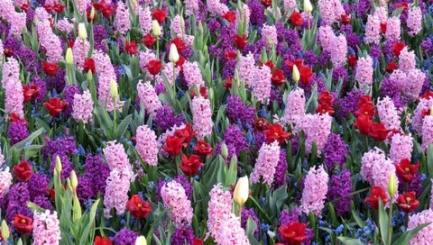 Обои цветы, тюльпаны, гиацинты, мускари, flowers, tulips, hyacinths, muscari разрешение 2048x1330 Загрузить
