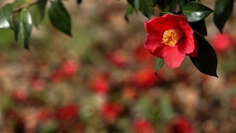 Обои ветка, природа, фон, цветок, красная, камелия, branch, nature, background, flower, red, camellia разрешение 2400x1600 Загрузить