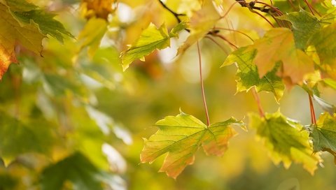 Обои ветка, природа, листья, макро, ветки, осень, размытость, клен, branch, nature, leaves, macro, branches, autumn, blur, maple разрешение 1920x1279 Загрузить