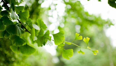 Обои ветка, природа, дерево, листья, фон, ветки, размытость, гинкго, branch, nature, tree, leaves, background, branches, blur, ginkgo разрешение 2048x1363 Загрузить