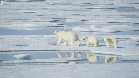 Обои вода, снег, отражение, лёд, медведи, белый медведь, детеныши, белые медведи, water, snow, reflection, ice, bears, polar bear, cubs, polar bears разрешение 4000x2670 Загрузить