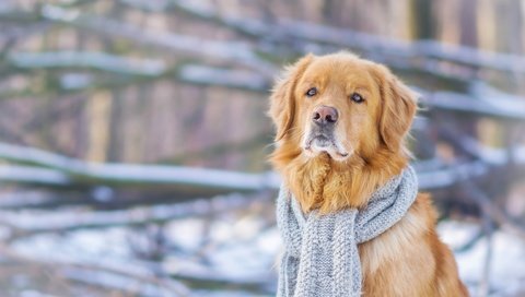 Обои зима, мордочка, взгляд, собака, шарф, золотистый ретривер, winter, muzzle, look, dog, scarf, golden retriever разрешение 4608x3072 Загрузить