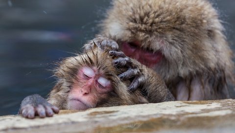 Обои забота, обезьяна, обезьяны, японские макаки, care, monkey, japanese macaque разрешение 2048x1365 Загрузить