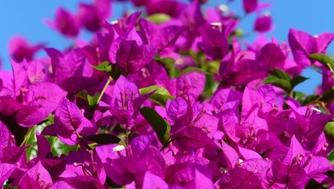 Обои цветы, цветение, растение, бугенвиллея, flowers, flowering, plant, bougainvillea разрешение 2560x1920 Загрузить