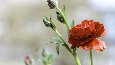 Обои цветы, бутоны, красный, ранункулюс, лютик, flowers, buds, red, ranunculus, buttercup разрешение 2048x1365 Загрузить