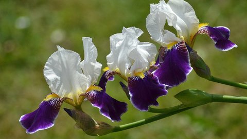 Обои цветы, лепестки, ирисы, флора, flowers, petals, irises, flora разрешение 2048x1365 Загрузить