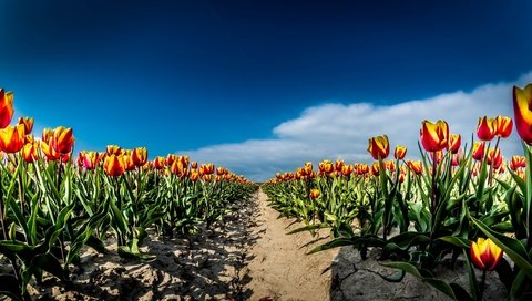 Обои небо, цветы, облака, поле, весна, тюльпаны, the sky, flowers, clouds, field, spring, tulips разрешение 2667x1440 Загрузить