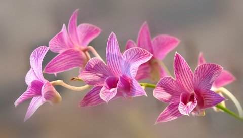 Обои цветы, природа, лепестки, экзотика, орхидея, соцветие, flowers, nature, petals, exotic, orchid, inflorescence разрешение 2048x1338 Загрузить