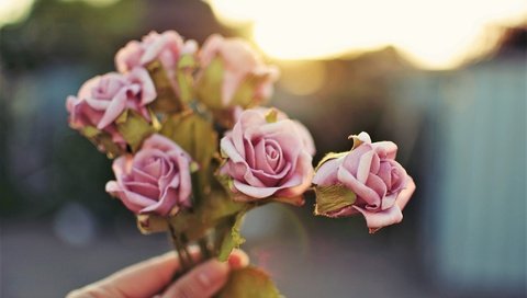 Обои цветы, рука, розы, лепестки, букет, розовые, flowers, hand, roses, petals, bouquet, pink разрешение 2048x1360 Загрузить