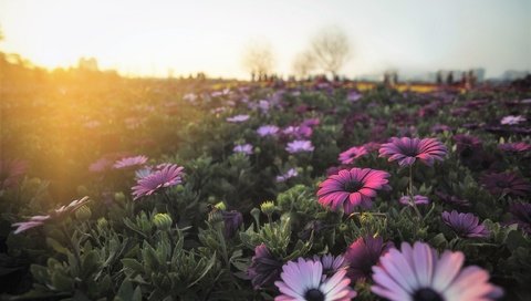 Обои цветы, утро, поле, герберы, flowers, morning, field, gerbera разрешение 2560x1707 Загрузить