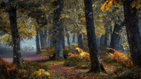 Обои деревья, природа, лес, осень, trees, nature, forest, autumn разрешение 2560x1650 Загрузить