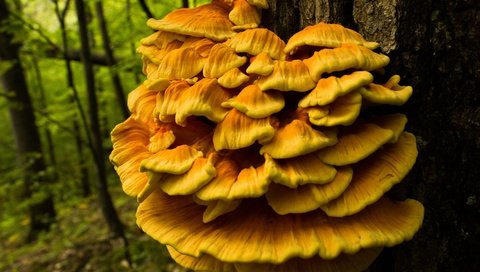 Обои природа, дерево, лес, грибы, ствол, трутовик серно-жёлтый, nature, tree, forest, mushrooms, trunk, trutovik sulfur-yellow разрешение 3840x2560 Загрузить