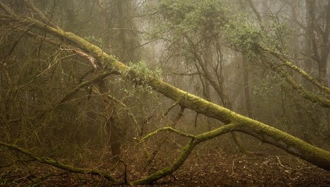 Обои деревья, дерево, лес, ветки, мох, trees, tree, forest, branches, moss разрешение 2048x1367 Загрузить