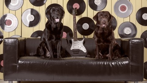 Обои гитара, диван, лабрадор, собаки, пластинки, ретривер, guitar, sofa, labrador, dogs, records, retriever разрешение 3600x2384 Загрузить