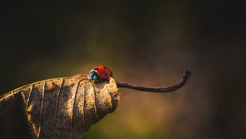 Обои природа, жук, насекомое, фон, лист, божья коровка, сухой лист, nature, beetle, insect, background, sheet, ladybug, dry leaf разрешение 3840x2560 Загрузить