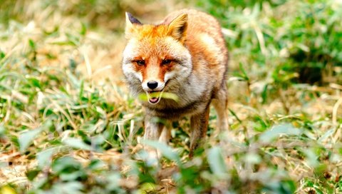 Обои глаза, морда, трава, взгляд, лиса, лисица, животное, eyes, face, grass, look, fox, animal разрешение 3840x2560 Загрузить